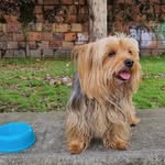 Simón - @simon_yorkie06 - Instagram