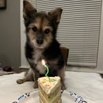 Simon - @simon_yorkiepom - Instagram
