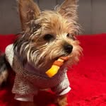 Simon - @simonyorkie3 - Instagram