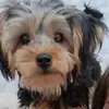 Simon - @york_.simon - TikTok