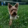 Саймон🐶 - @simon_york_ - TikTok