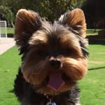 Simon Yorkie - @simon_yorkie - Instagram
