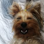 Simón Yorkie🐶 - @simonyorkiet - Instagram