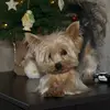 simon.york - @simon.york0 - TikTok