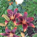 Simona Crisan - @simona.crisan.988 - Instagram