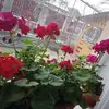 Simona Crisan - @simona.crisan5 - TikTok