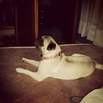 Simonita❤🐕 - @simona_diaz - Instagram