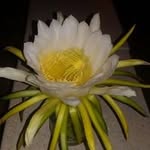 Simona Rosca - @simona.rosca.547 - Instagram
