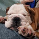Bully_Babies - @simonebarnett85 - Instagram