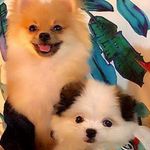 Simon e Blue 🦊🐼 - @simon.e.blue - Instagram