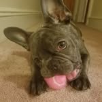 Simone the Blue Frenchie - @simonethebluefrenchie1 - Instagram