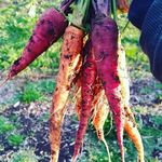 Simone Boyd - @heirloomnaturally - Instagram