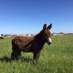 Simone Caron - @caronsimone - Instagram
