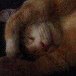 simone hope - @georgie_the_fat_cat - Instagram