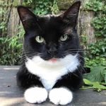 Simone Isaacs - @tuxedocat457 - Instagram