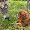 Simonedoguedebordeaux - @simoneandraymond - TikTok