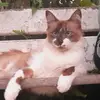 Simone S. Tomasi - @simonestomasi - TikTok