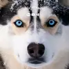 sinaali61122 - @sinaali219 - TikTok