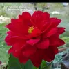 Sindhu Radhakrishnan - @sindhu.radhakrish - TikTok
