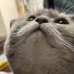 Hung Chun Sing - @singsiu916 - Instagram