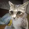 Sing Siu447 - @31243962153 - TikTok