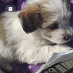 Siniša Petrović - @sinisa.petrovic.1257 - Instagram