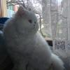 Sinisa Vukovic - @sinisavukovic7 - TikTok