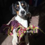 Siobhan Fox - @mister.moo.the.beagle - Instagram