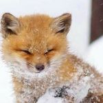 Siobhan_fox_lover22 - @siobhan_fox_lover22 - Instagram