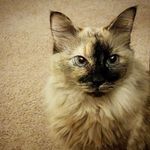 Siobhan McManus - @pawsitivelyadoptable - Instagram