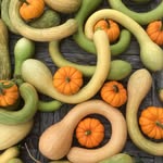 Sion Edwards - @allotment_abundance - Instagram