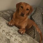 Sioned Williams - @sionedwilliams41 - Instagram