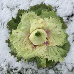 Siri Erickson-Brown - @farmersiri - Instagram