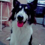 sissy gomez - @sissy_la_husky - Instagram