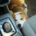 Sissy Chicken Strip Jones - @sissythechickenstrip - Instagram