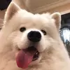 Share of pet - @siyuain - TikTok
