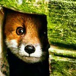 Edward R Fox - @skipfox - Instagram