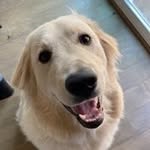 Skip Fox - @skipfox_svt - Instagram
