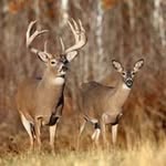 Skip Fox - @skip.fox.56 - Instagram