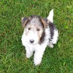 Skip the Wire Fox Terrier - @skippy_the_pippy - Instagram