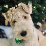Skipper | Wire Fox Terrier 🐾 - @cleverskipper_wirefox - Instagram