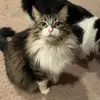 handyskipz - @handyskipz - TikTok