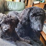 Lewis & Skippy - @skip_to_my_lewis - Instagram