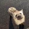 psicxxdoole - @skipthemoonson - TikTok