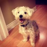 Skip Murphy - @mydogskip_ - Instagram