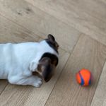 Skip Russell - Dooge - @skiprussell2020 - Instagram