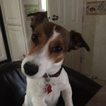 Skip the Jack Russell 🇨🇦🇦🇺🐶 - @skipthejack - Instagram