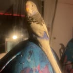 Aster - @sky__arnold - Instagram