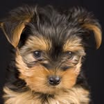 Sky Camacho - @skyelyorkie - Instagram