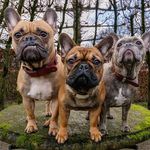 Bro Sky Cooper the Frenchies - @bro_sky_cooper - Instagram